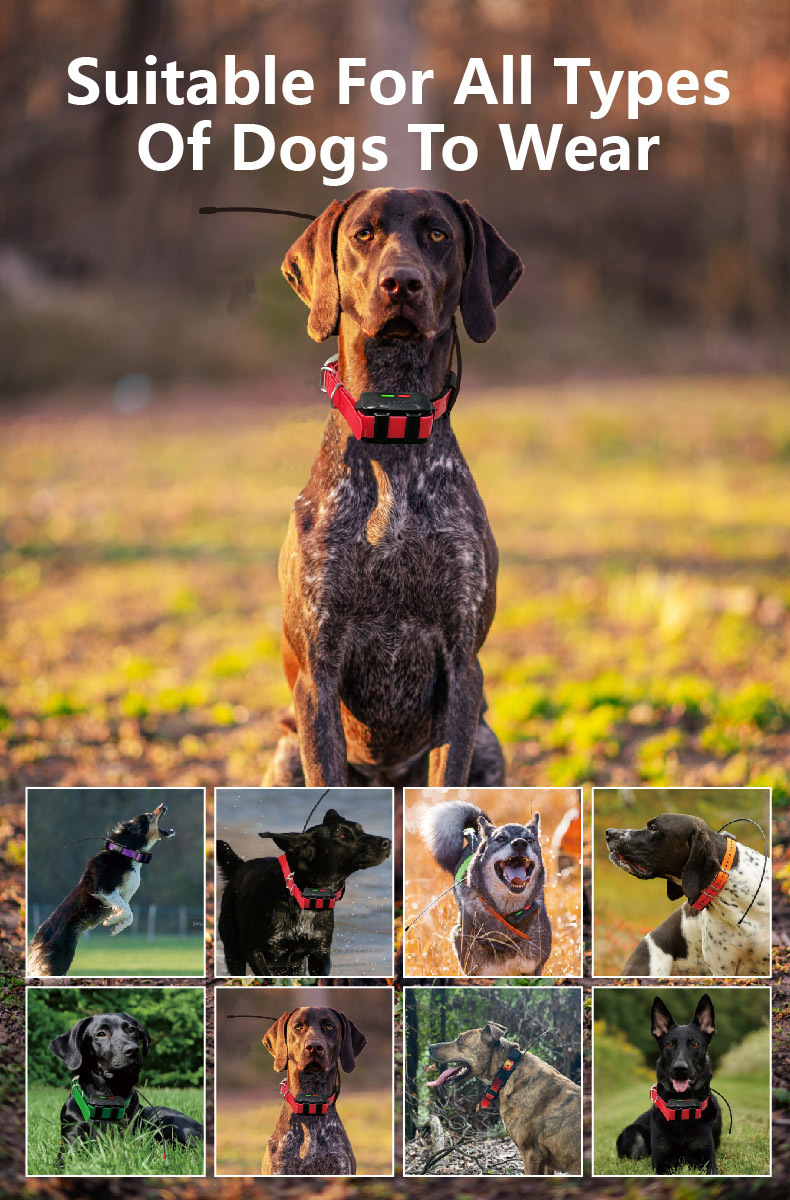 Collar GPS 4G para Perros con  - Hunting Dog Tracking Collar Gps Radio reseña y precio