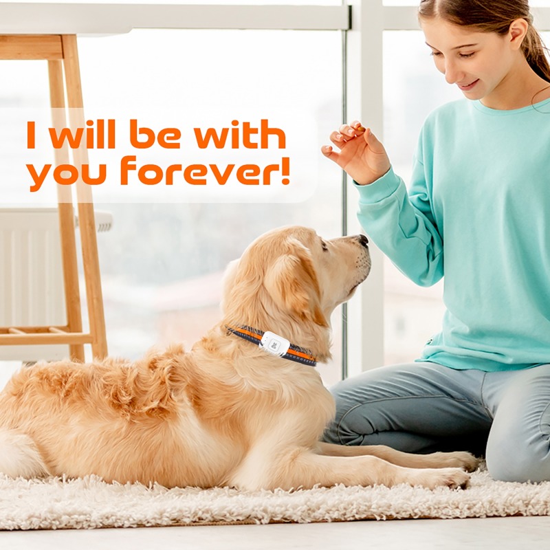 Rastreador GPS portátil con Fl - Dog Gps Tracker Collar 4G Waterproof reseña y precio